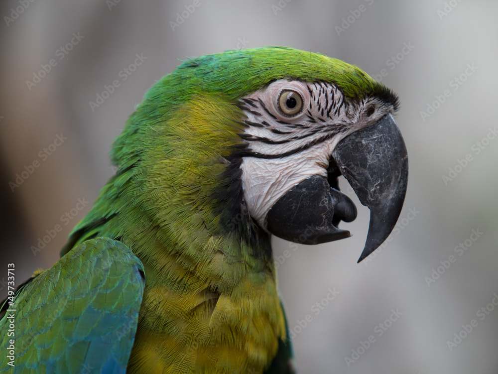 Obraz premium parrot