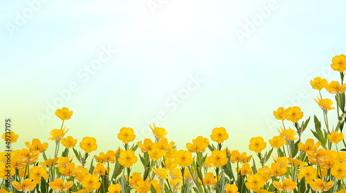yellow buttercup field under sun