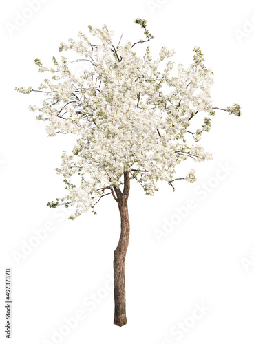 white color isolated blooming apple tree