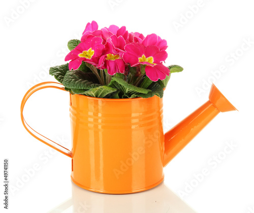 Beautiful pink primula in watering can, isolated on white