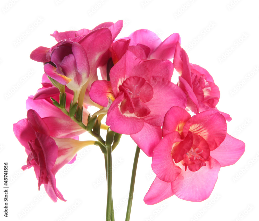 Beautiful bouquet of freesias, isolated on white Beautiful bouquet of freesias, isolated on white