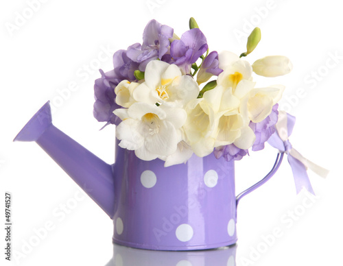 Beautiful bouquet of freesias in watering can, isolated on