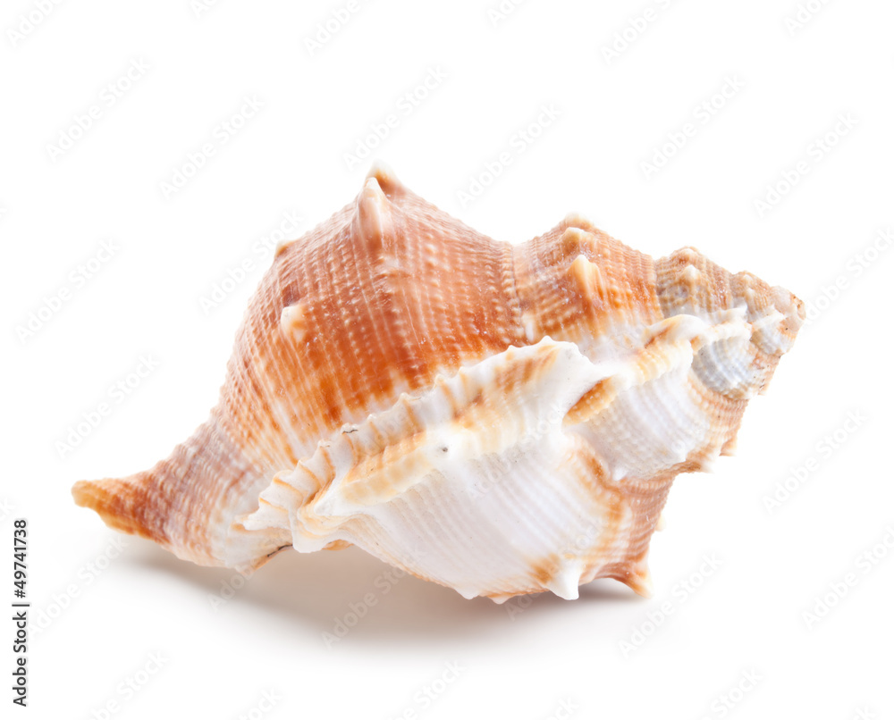 Seashell in close-up isolated on a white Seashell in close-up isolated on a white