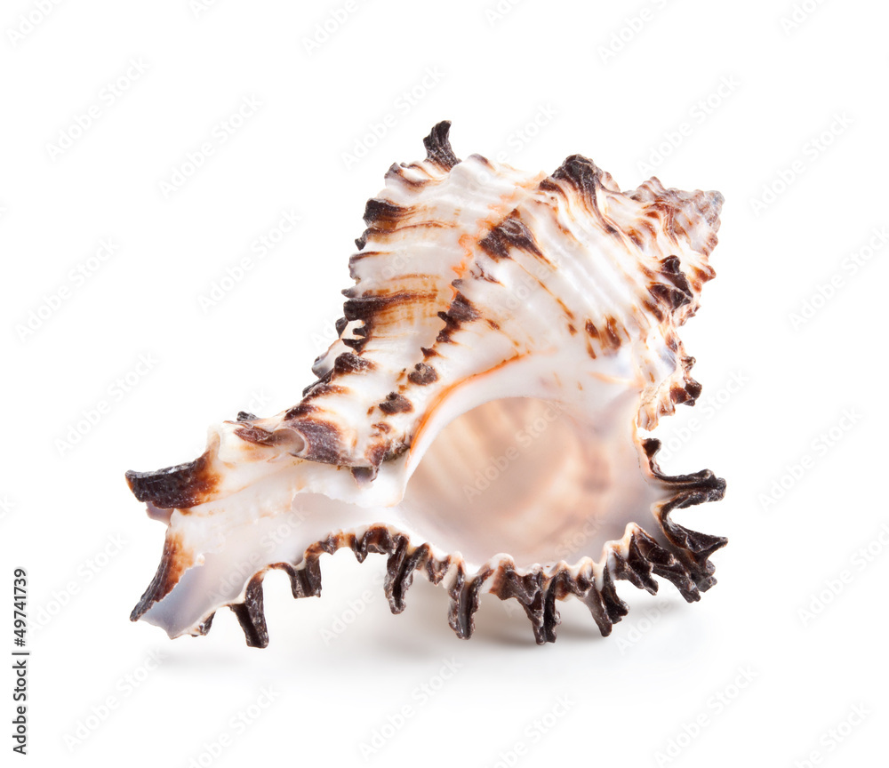 Seashell in close-up isolated on a white Seashell in close-up isolated on a white