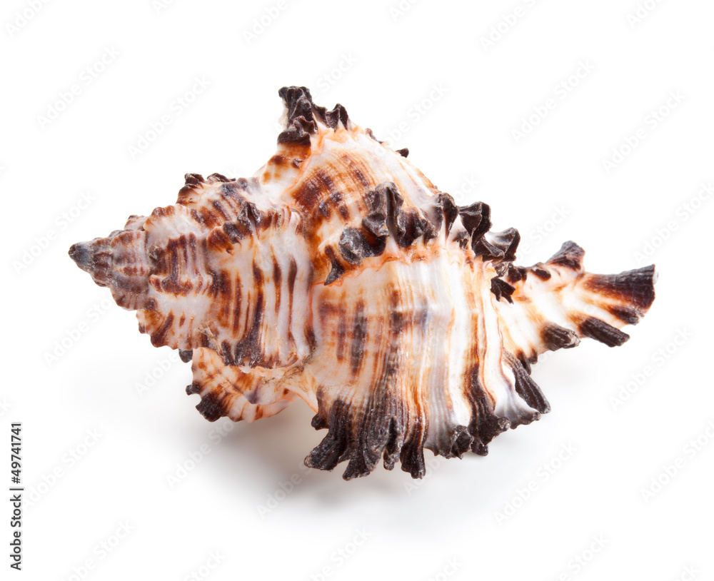 Seashell in close-up isolated on a white Seashell in close-up isolated on a white