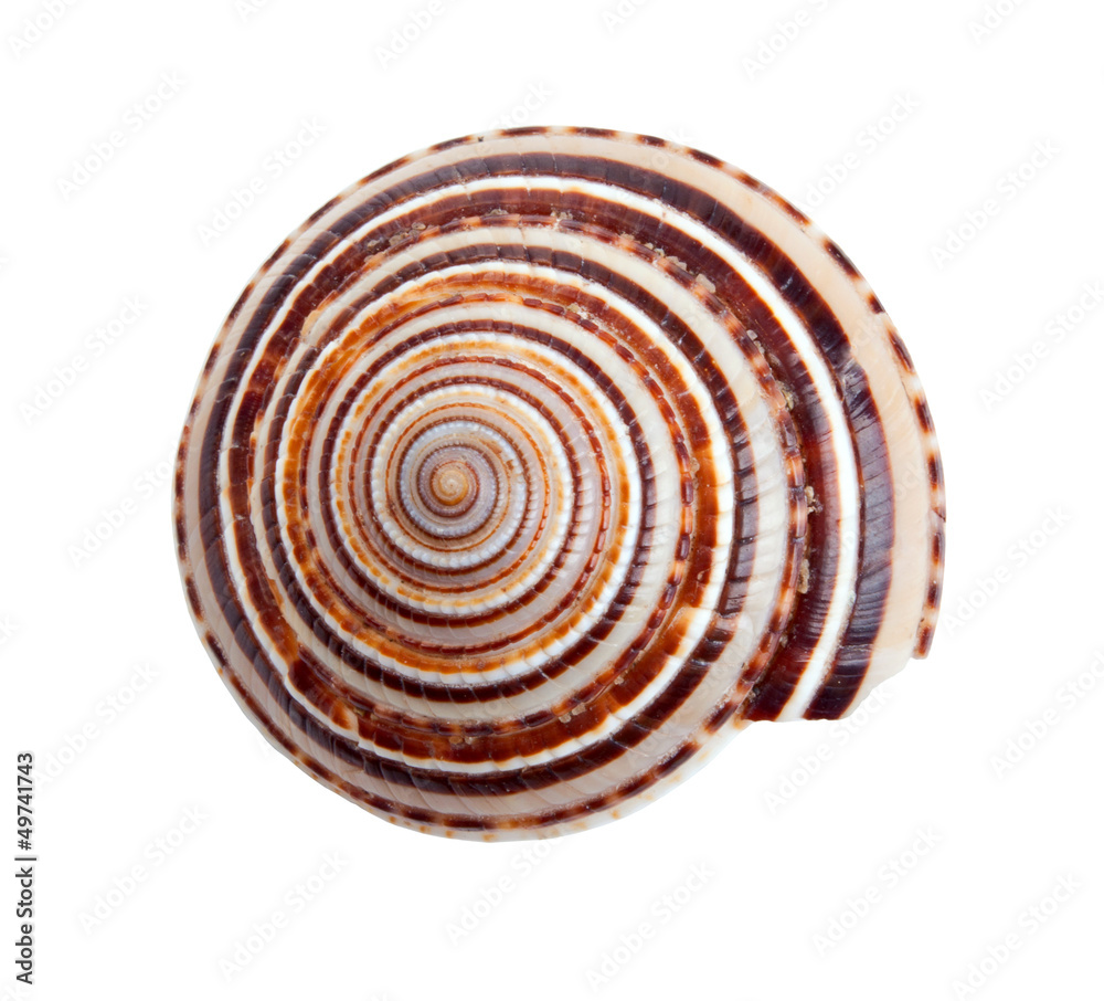 Fototapeta premium Seashell in close-up isolated on a white