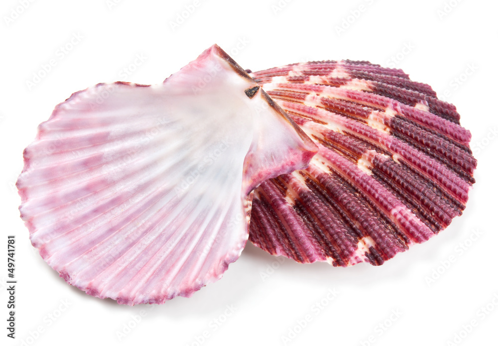 Fototapeta premium Seashell in close-up isolated on a white