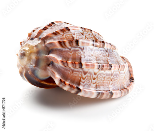 Seashell in close-up isolated on a white