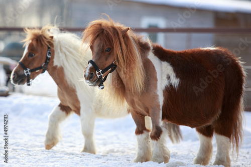 Fotografija mini Horses at winter