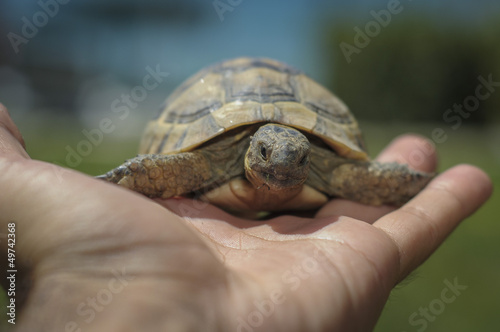 Testudo hermanni tortoiseon a white isolated background beach photo