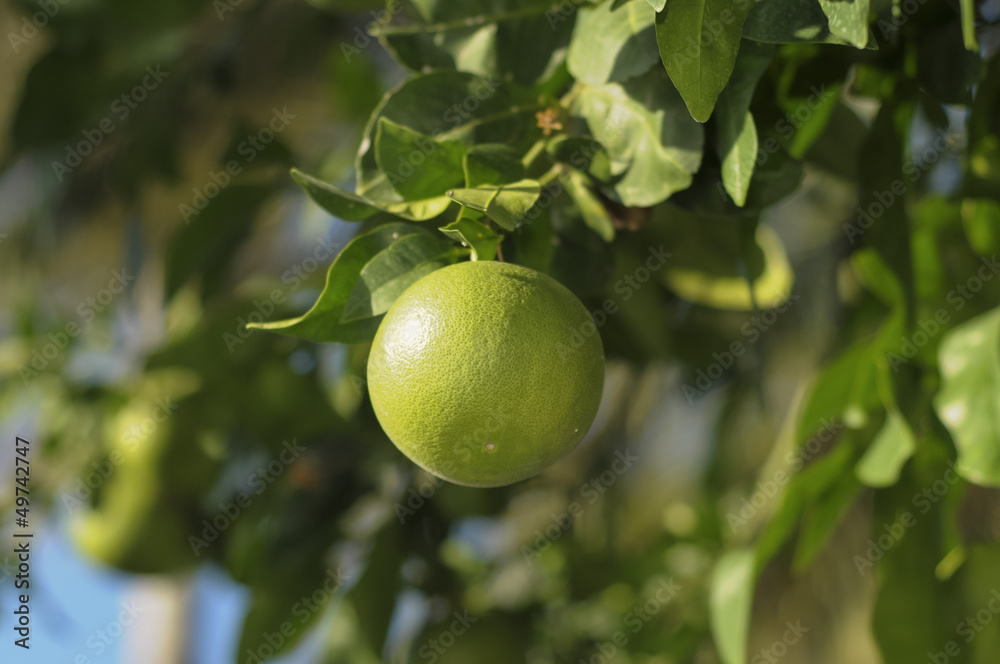 Close up kumquats, Fortunella sp, resembling oranges and