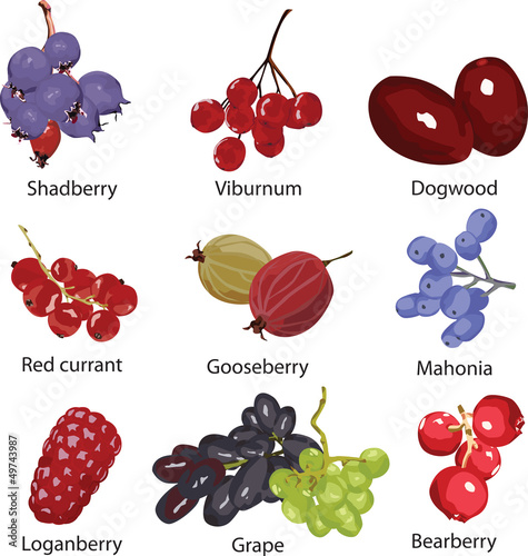 set of different berries