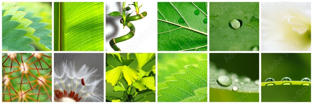 Naklejka premium COLLAGE DE 12. INSPIRACIÓN NATURALEZA