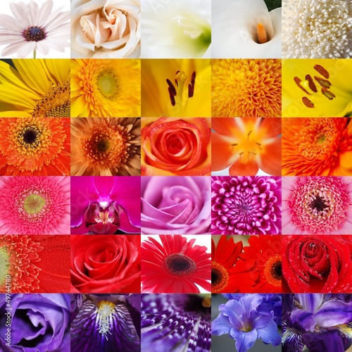 Fototapeta Naklejka Na Ścianę i Meble -  MULTICOLLAGE. COMPOSICIÓN FLORAL EN MACRO