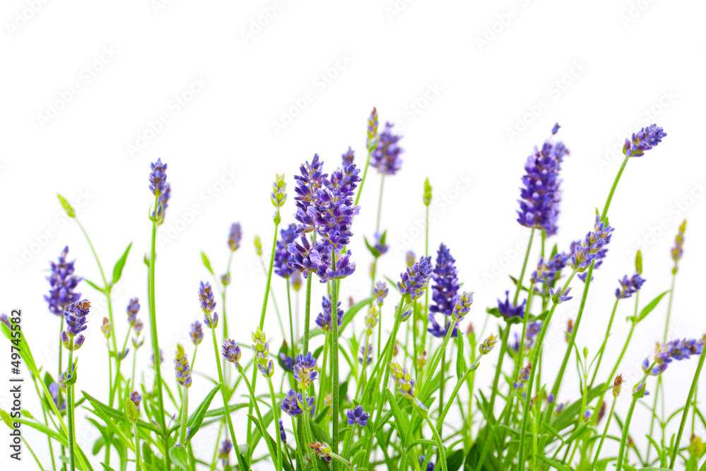 flower of lavender on a white background - obrazy, fototapety, plakaty 