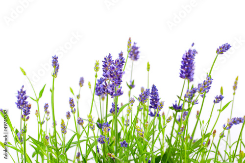 flower of lavender on a white background