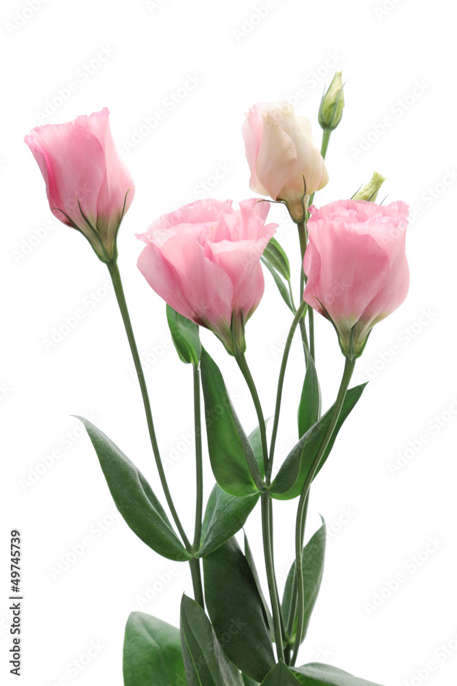 Pink Eustoma on white background