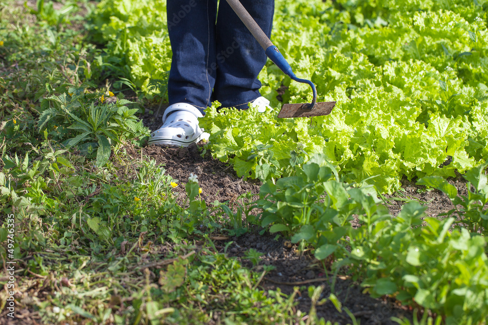Obraz premium Weedig lettuce.