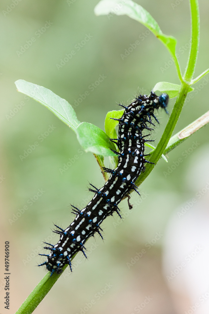macro detail of an big dark caterpillar in wild nature macro detail of an big dark caterpillar in wild nature