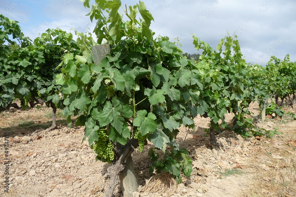 Naklejka premium Cava Trauben, Sant Sadurni d’Anoia, Katalonien
