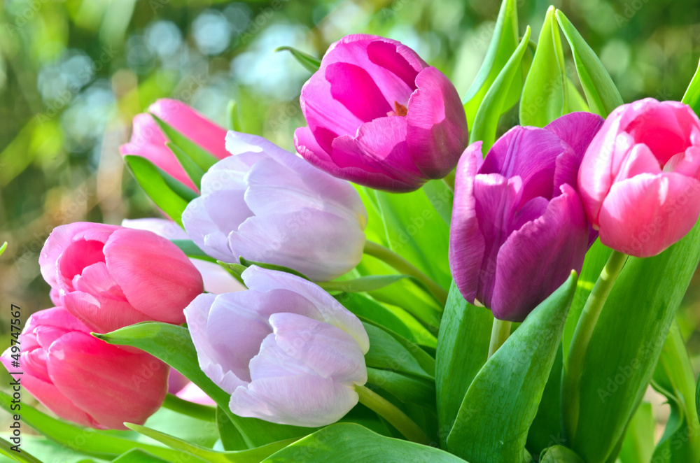 Fototapeta premium Tulpen, ganz nah