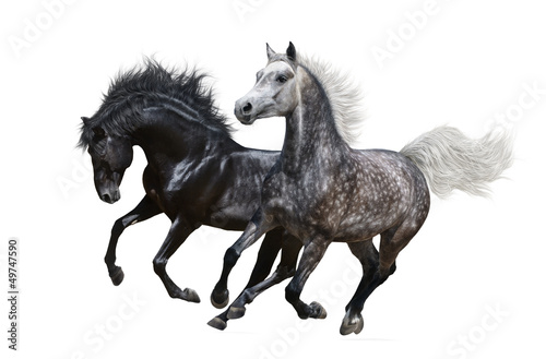 Two horses gallop on white background