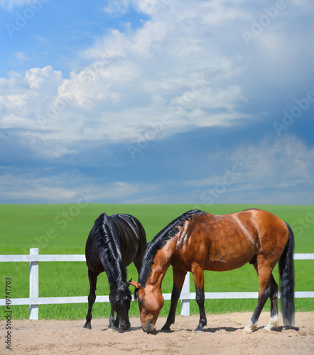 Fototapeta Naklejka Na Ścianę i Meble -  Two horses walk on manege
