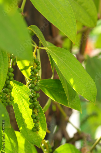 Fresh green peper on peper tree photo