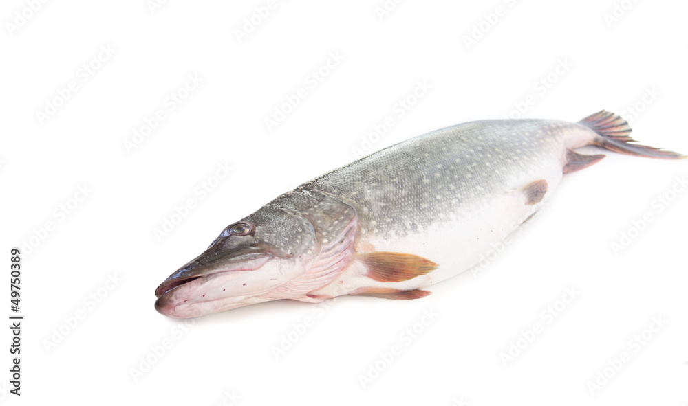 Pike fish on a white background Pike fish on a white background