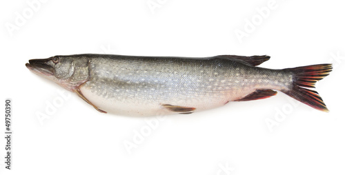 Pike fish on a white background