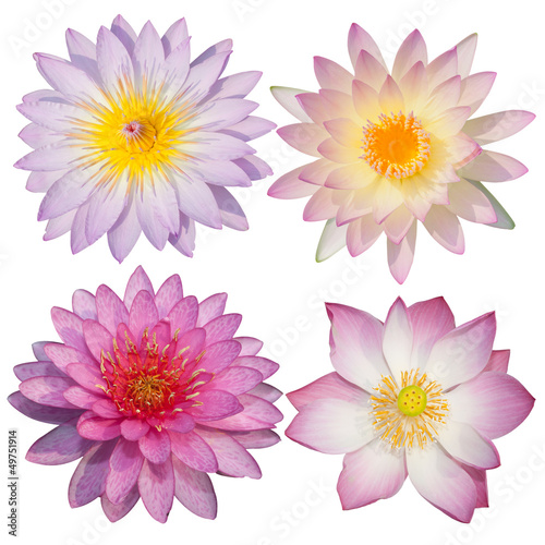 The beautiful pink lotus set on the white backgound