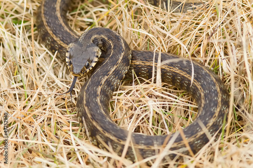 Water-Snake Out of the Water