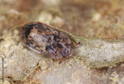 Soronia grisea, nitidulidae on wood, extreme close-up