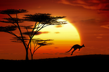 Fotobehang Australië Kangoeroe bij zonsondergang Australië  © magann