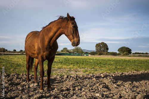 Caballo photo