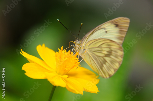 Farfalla - (Ascia monuste) © luigipinna