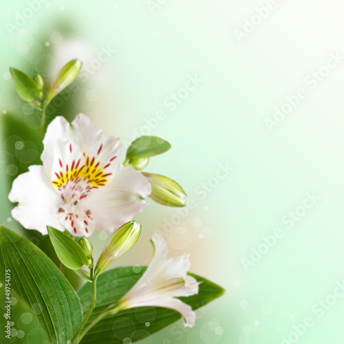 Fototapeta Naklejka Na Ścianę i Meble -  Floral background.