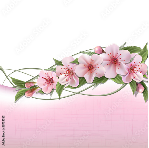 Spring background with pink cherry flowers