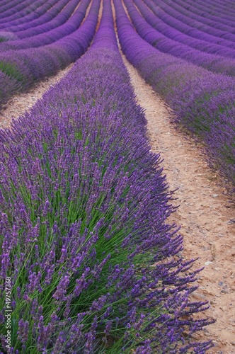 Lavendelfeld - lavender field 109