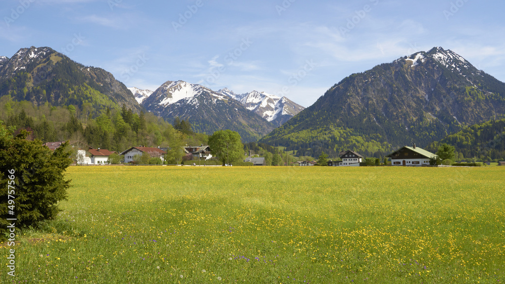 Blütenteppich in den Allgäuer Alpen