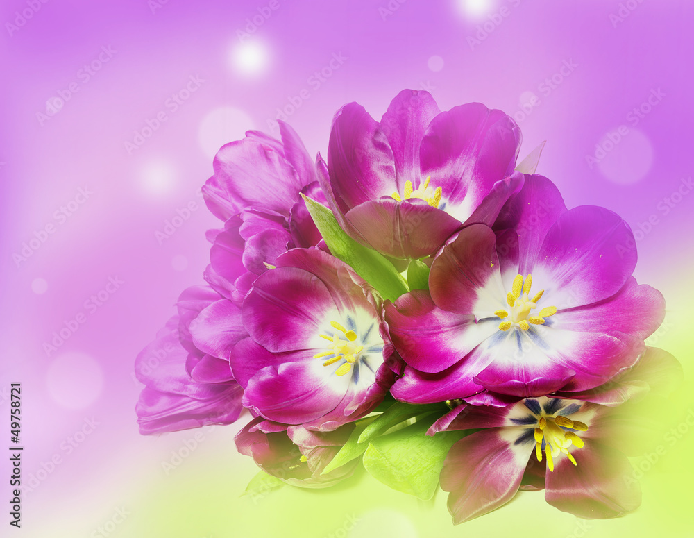 bunch of purple tulips on colors background bunch of purple tulips on colors background