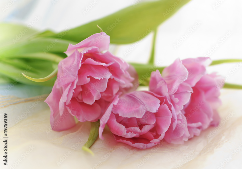 Fototapeta premium tulips
