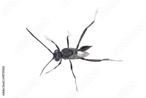 Ensign Wasp - Evania Appendigaster