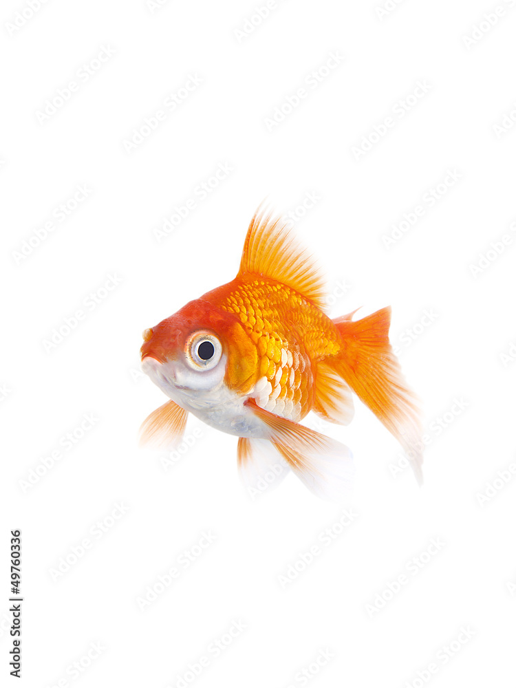 Fototapeta premium Poisson Rouge