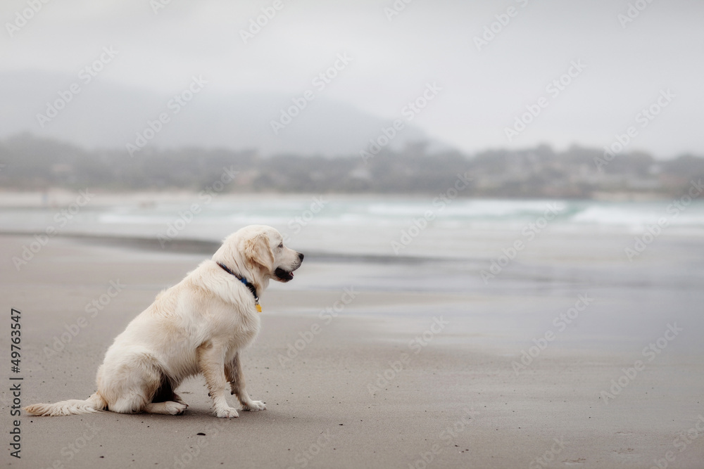 Beach Dog
