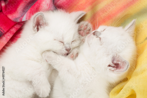 Fototapeta Naklejka Na Ścianę i Meble -  Two sleeping british baby kitten