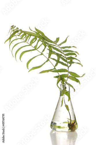 Green young fern leaf in vase