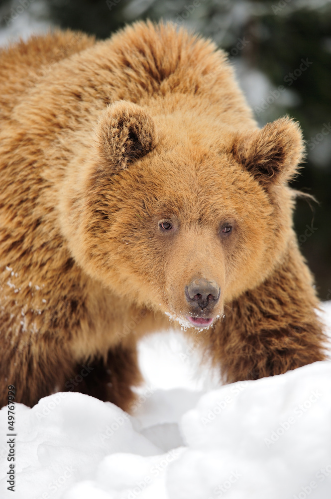 Fototapeta premium Wild brown bear