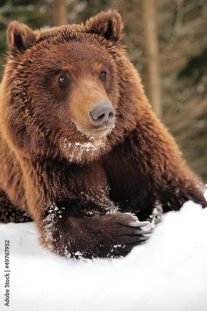 Obraz premium Wild brown bear