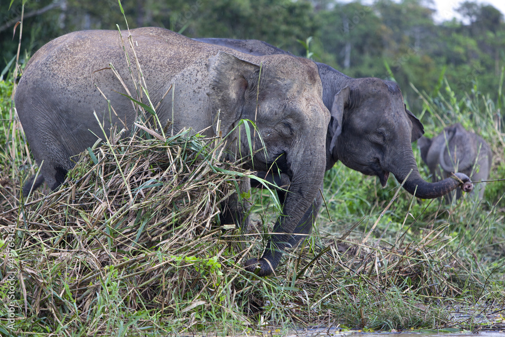 Fototapeta premium Pygmy elephants on the Kinabatangan River, Sabah.